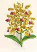Cattleya guttata - Jean Jules Linden — näkymä teoksesta