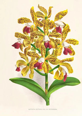 Jean Jules Linden - Cattleya guttata.webp