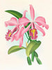 Cattleya maxima - Jean Jules Linden — näkymä teoksesta