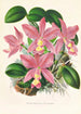 Cattleya nobilior - Jean Jules Linden — näkymä teoksesta