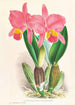 Cattleya percivaliana var reichenbachi - Jean Jules Linden — näkymä teoksesta
