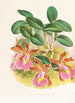 Cattleya schilleriana - Jean Jules Linden — näkymä teoksesta