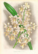 Cleisostoma Guiberti - Jean Jules Linden — näkymä teoksesta