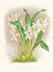 Coelogyne ocellata - Jean Jules Linden — näkymä teoksesta