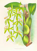 Coelogyne peltastes - Jean Jules Linden — näkymä teoksesta