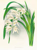Maîtres du Cymbidium - Jean Jules Linden — näkymä teoksesta