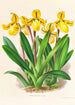 Cypripedium Druryi - Jean Jules Linden — näkymä teoksesta