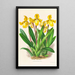 Cypripedium Druryi - Jean Jules Linden — kehystetty taideteos seinällä