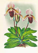 Cypripedium barbato veitchianum - Jean Jules Linden — näkymä teoksesta