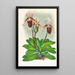 Cypripedium barbato veitchianum - Jean Jules Linden — kehystetty taideteos seinällä