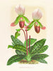 Cypripedium callosum - Jean Jules Linden — näkymä teoksesta
