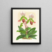 Cypripedium callosum - Jean Jules Linden — kehystetty taideteos seinällä