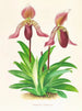 Cypripedium fraseri - Jean Jules Linden — näkymä teoksesta