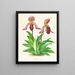 Cypripedium fraseri - Jean Jules Linden — kehystetty taideteos seinällä