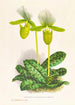 Cypripedium lawrenceanum var hyeanum - Jean Jules Linden — näkymä teoksesta