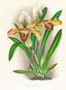 Cypripedium brillant - Jean Jules Linden — näkymä teoksesta
