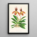 Cypripedium oenanthum superbum - Jean Jules Linden — kehystetty taideteos seinällä