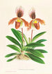 Cypripedium oenanthum superbum - Jean Jules Linden — näkymä teoksesta