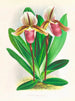 Cypripedium orphanum - Jean Jules Linden — näkymä teoksesta