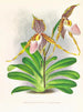 Cypripedium excelle var. Kimballianum - Jean Jules Linden — näkymä teoksesta