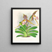 Cypripedium excelle var. Kimballianum - Jean Jules Linden — kehystetty taideteos seinällä
