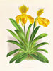 Cypripedium sallieri - Jean Jules Linden — näkymä teoksesta