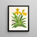 Cypripedium sallieri - Jean Jules Linden — kehystetty taideteos seinällä