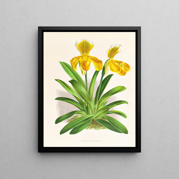 Jean Jules Linden - Cypripedium sallieri.webp
