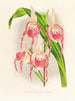 Cypripedium schroderae var. - Jean Jules Linden — näkymä teoksesta