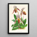 Cypripedium selligerum majus - Jean Jules Linden — kehystetty taideteos seinällä