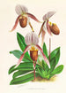 Cypripedium selligerum majus - Jean Jules Linden — näkymä teoksesta