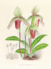 Cypripedium fier - Jean Jules Linden — näkymä teoksesta
