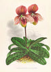 Cypripedium tessellatum - Jean Jules Linden — näkymä teoksesta