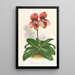 Cypripedium tessellatum - Jean Jules Linden — kehystetty taideteos seinällä