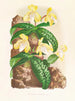 Cypripedium tonkinense - Jean Jules Linden — näkymä teoksesta