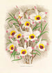 Dendrobium Falconeri - Jean Jules Linden — näkymä teoksesta