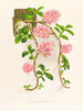 Dendrobium bracteosum - Jean Jules Linden — näkymä teoksesta
