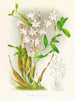 Dendrobium bursae - Jean Jules Linden — näkymä teoksesta