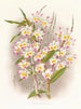 Dendrobium Dévonien - Jean Jules Linden — näkymä teoksesta