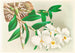 Dendrobium infundibulum - Jean Jules Linden — näkymä teoksesta