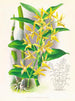 Dendrobium mirbelianum - Jean Jules Linden — näkymä teoksesta