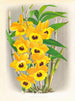 Dendrobium paxtoni - Jean Jules Linden — näkymä teoksesta