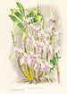 Dendrobium stratiotes - Jean Jules Linden — näkymä teoksesta
