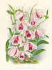 Dendrobium superbum var. - Jean Jules Linden — näkymä teoksesta