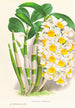 Dendrobium thyrsiflorum - Jean Jules Linden — näkymä teoksesta