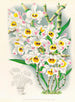 Dendrobium wardianum - Jean Jules Linden — näkymä teoksesta