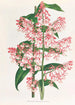 Epidendrum Paniculatum - Jean Jules Linden — näkymä teoksesta