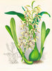 Épidendrum prismatocarpum - Jean Jules Linden — näkymä teoksesta