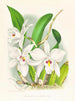 Laelia anceps var. hyène - Jean Jules Linden — näkymä teoksesta