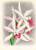 Laelia elegans - Jean Jules Linden — näkymä teoksesta